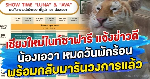 เชียงใหม่ไนท์ซาฟารี แจ้งข่าวดี น้องเอวา หมดวันพักร้อน พร้อมกลับมารันวงการแล้ว