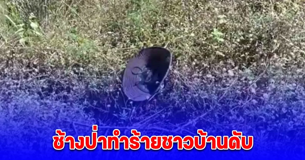 ช้างป่าเขาอ่างฤาไนทำร้ายชาวบ้านดับ