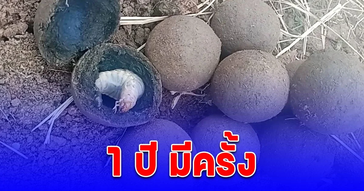 มะขี้เบ้าแมงกุดจี่เบ้าของกินหาทานยาก 1 ปี มีครั้ง