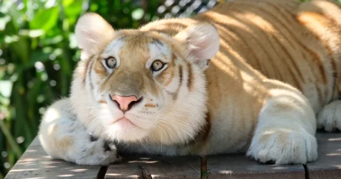 พบดาวดวงใหม่ ลูกเสือโคร่งหน้าแบ๊ว อายุเพียง 11 เดือน กำลังซุกซน-อารมณ์ดีใจ