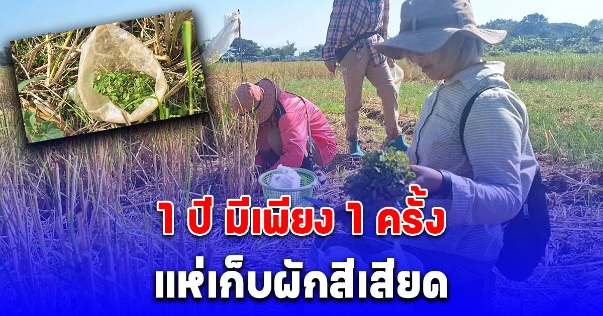 ชาวบ้านแห่เก็บผักสีเสียดขายราคาดี กก 200 บาท 1 ปี มีเพียง 1 ครั้ง สรรพคุณทางยา แก้หนาว