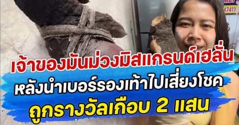 เจ้าของหลังปลูกมันม่วงมิสแกรนด์เฮลั่น หลังนำเบอร์รองเท้าไปเสี่ยงโชค ถูกรางวัลเกือบ 2 แสน