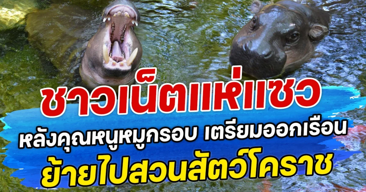 ชาวเน็ตแห่แซว หลังคุณหนูหมูกรอบ เตรียมออกเรือน ย้ายไปสวนสัตว์โคราช