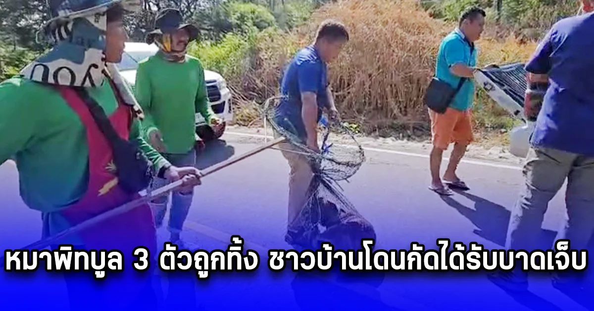 หมาพิทบูล 3 ตัวถูกทิ้ง ชาวบ้านโดนกัดได้รับบาดเจ็บ วอนเร่งจับ