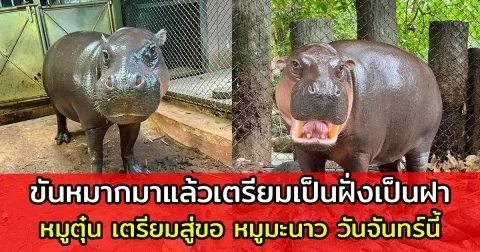 ขันหมากมาแล้ว หมูตุ๋น เตรียมสู่ขอ หมูมะนาว วันจันทร์นี้ เรียนเชิญแขกทุกท่านร่วมงาน