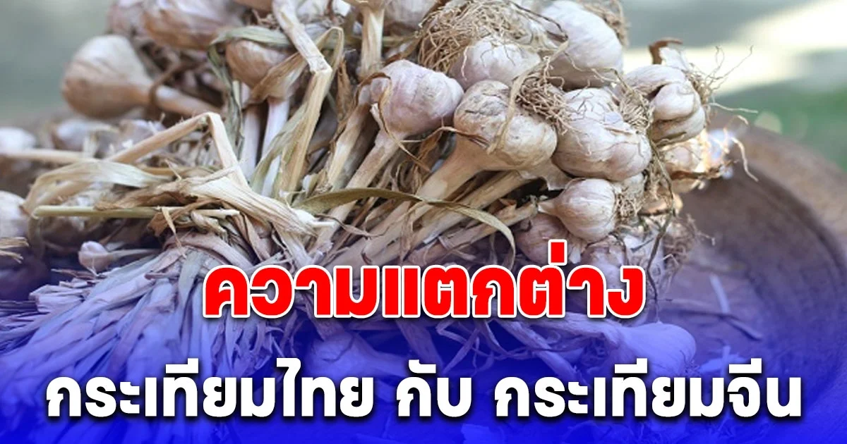 ความแตกต่างของ กระเทียมไทย กับ กระเทียมจีน