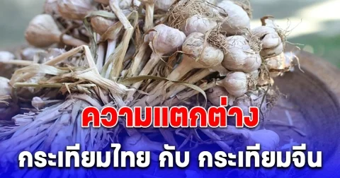 ความแตกต่างของ กระเทียมไทย กับ กระเทียมจีน