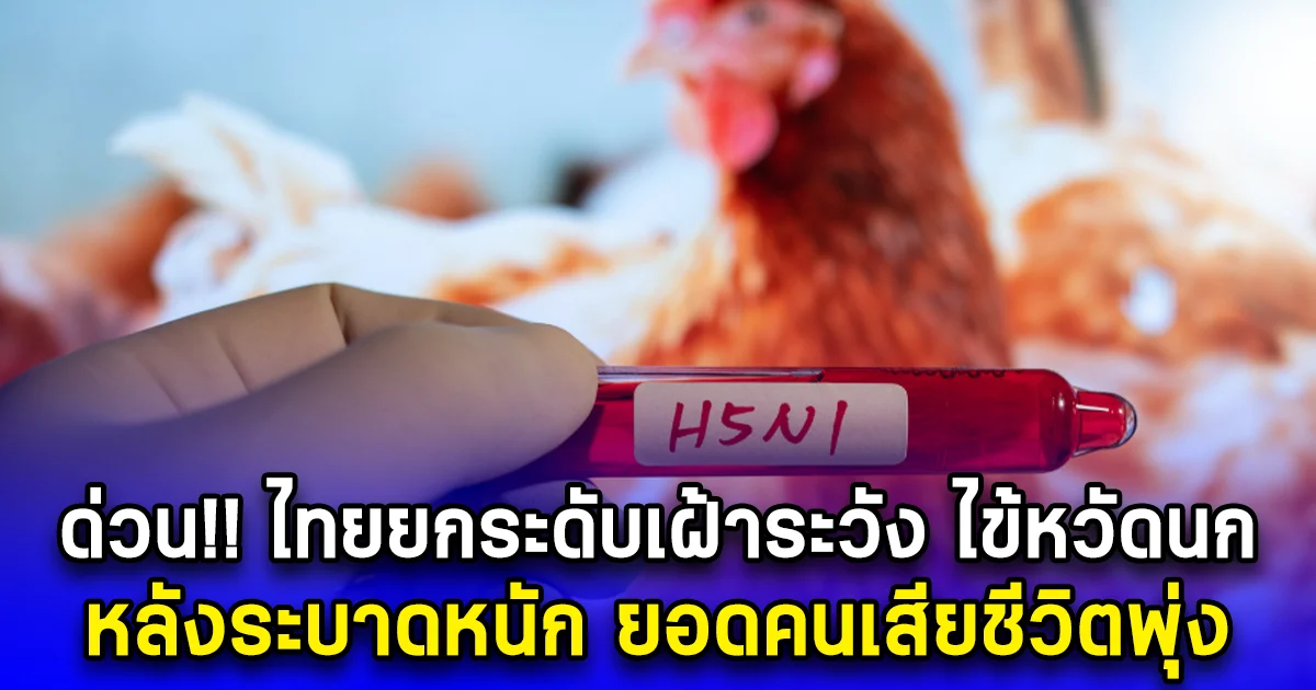 ด่วน ไทยยกระดับเฝ้าระวัง ไข้หวัดนก หลังระบาดหนัก ยอดคนเสียชีวิตพุ่ง