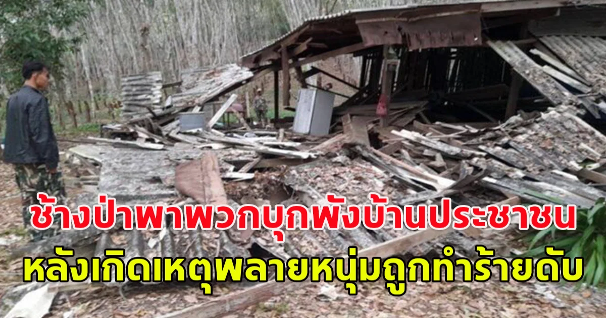 ช้างป่าเอาคืน พาพวก บุกพังบ้านประชาชนเสียหายทั้งหลัง โค่นต้นยางล้มระเนระนาด หลังเกิดเหตุพลายหนุ่มถูกทำร้ายดับ