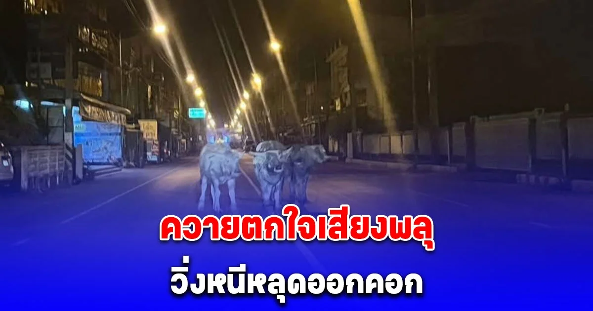 ควายตกใจเสียงพลุ วิ่งหนีหลุดออกคอก ตำรวจ-กู้ภัยไล่จับ วุ่นกลางถนน