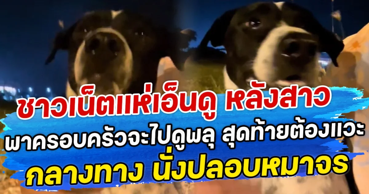ชาวเน็ตแห่เอ็นดู หลังสาวพาครอบครัวจะไปดูพลุ สุดท้ายต้องแวะกลางทาง นั่งปลอบหมาจร
