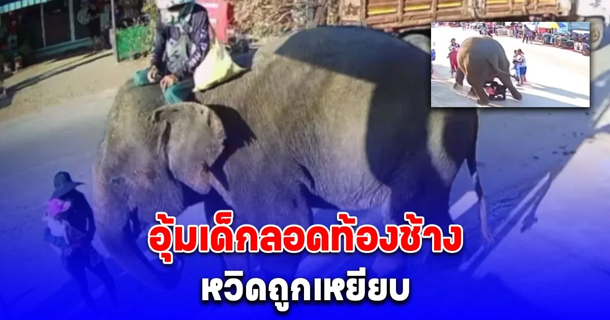 ระทึก อุ้มเด็กลอดท้องช้าง เอาฤกษ์ปีใหม่ แต่เกิดเหตุไม่คาดฝัน หวิดถูกเหยียบ