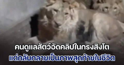 คนดูแลสัตว์อัดคลิปในกรงสิงโต ตั้งใจส่งไปอวดแฟน แต่กลับกลายเป็นภาพสุดท้าย สิงโต 3 ตัวรุมขย้ำเสียชีวิต (ข่าวตปท.)