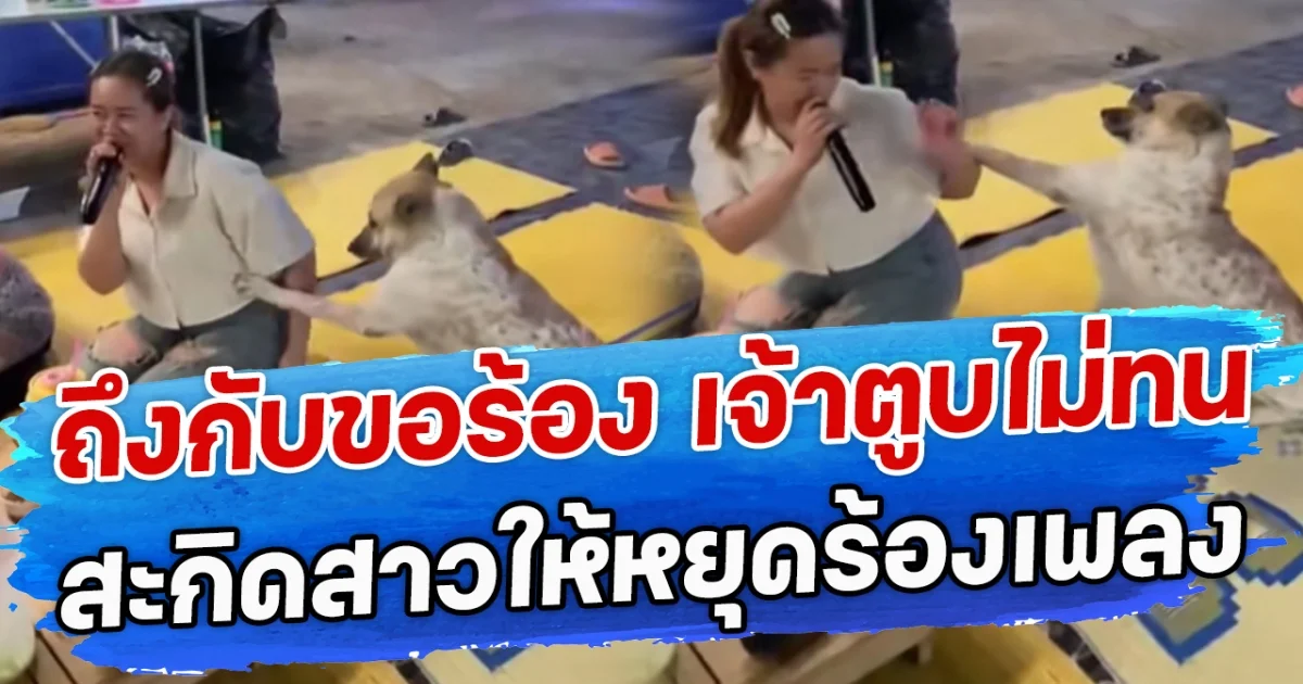 ถึงกับขอร้อง เจ้าตูบไม่ทน สะกิดสาวให้หยุดร้องเพลง