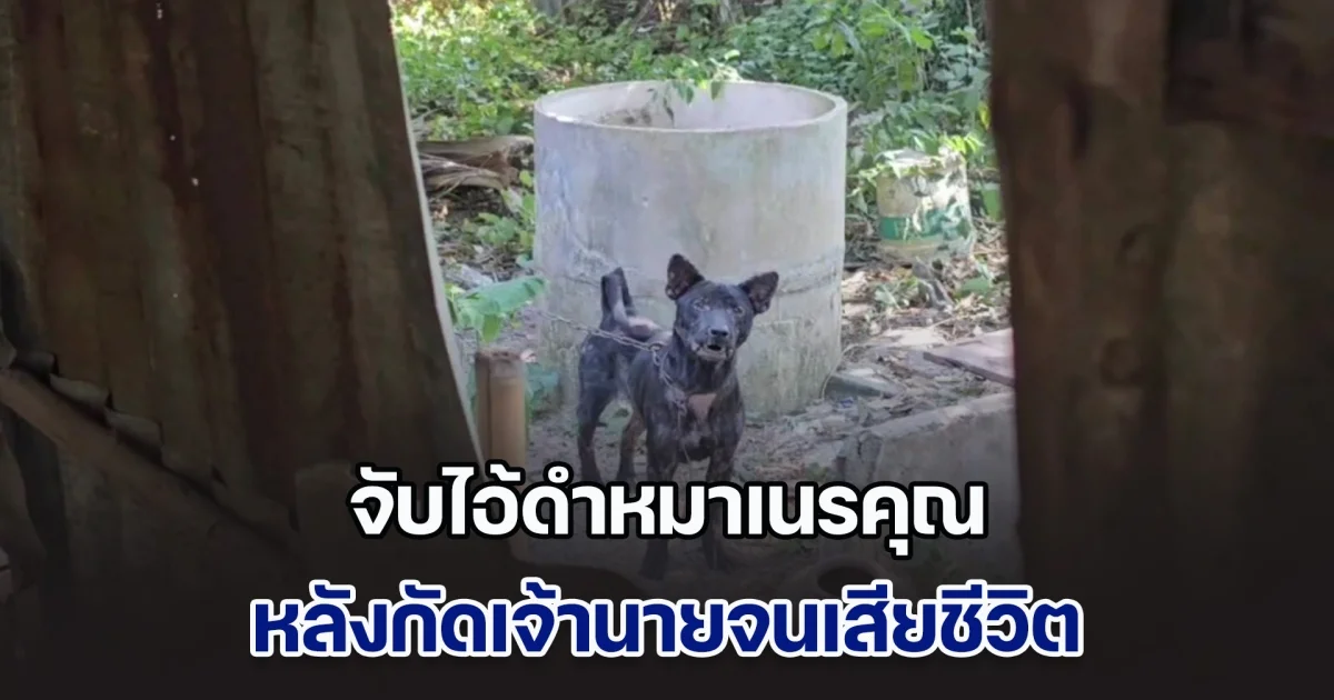 จับไอ้ดำหมาเนรคุณ กัดเจ้านายเสียชีวิต ขังไว้ศูนย์พักพิงของเทศบาล