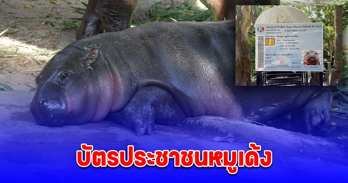 เปิดภาพบัตรประชาชน หมูเด้ง หลังอายุครบ 6 เดือน