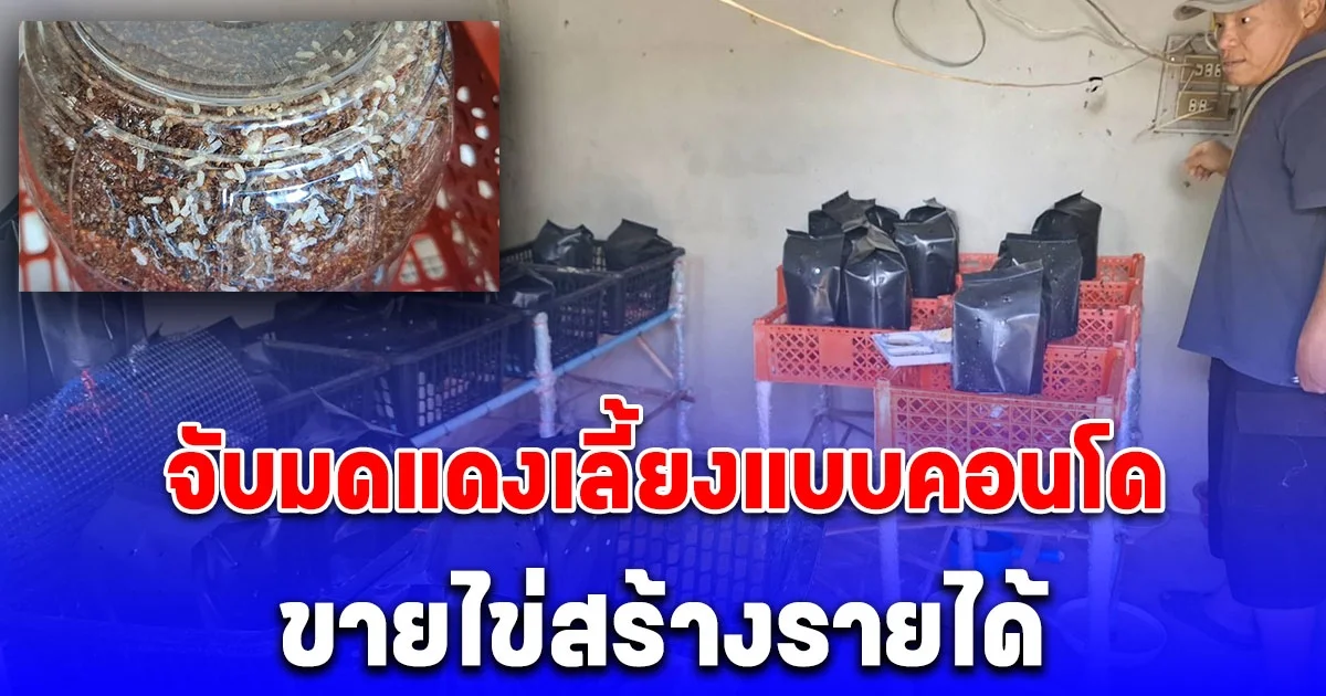 หนุ่มหัวใสแหกกฎธรรมชาติ จับมดแดงเลี้ยงแบบคอนโด ขายไข่สร้างรายได้