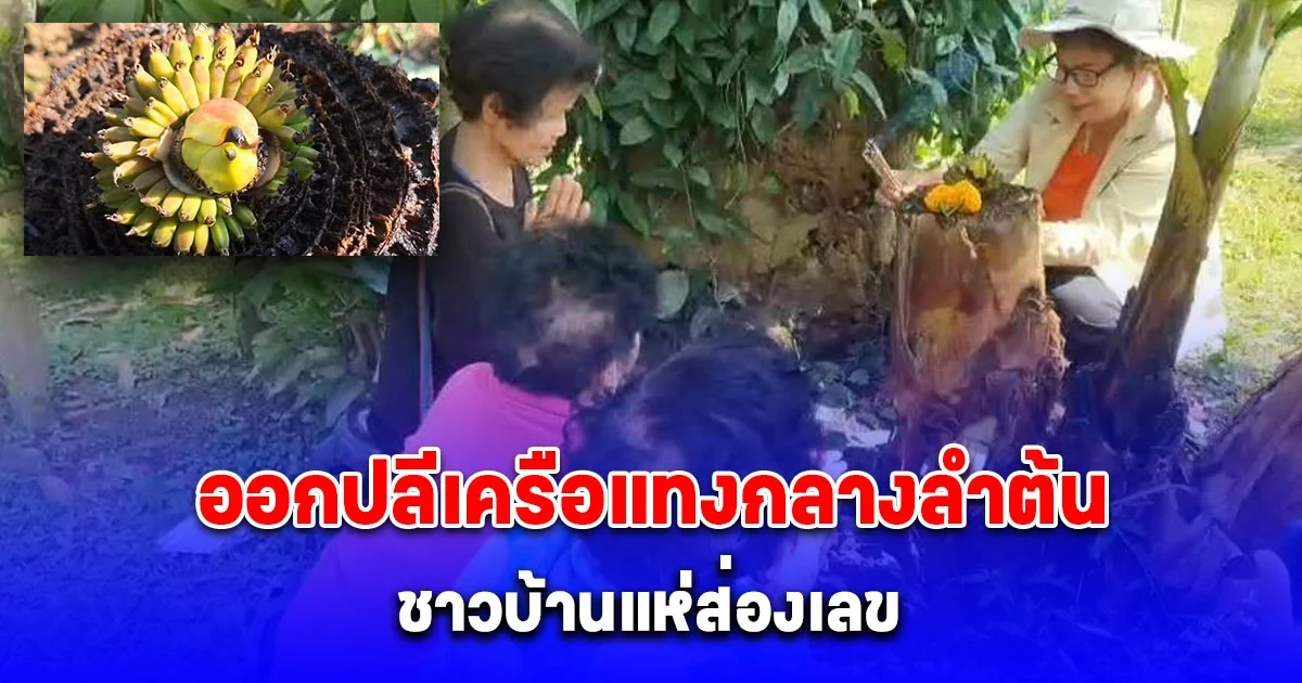 แห่ส่องเลขกล้วยดอกบัวแทงปลีออกเครือกลางลำต้น 2 ตัวเห็น จะๆ