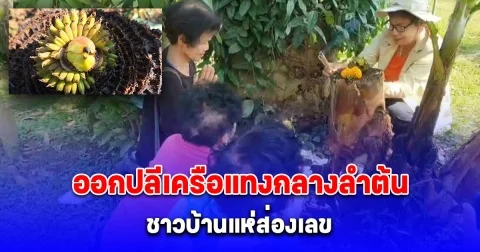 แห่ส่องเลขกล้วยดอกบัวแทงปลีออกเครือกลางลำต้น 2 ตัวเห็น จะๆ