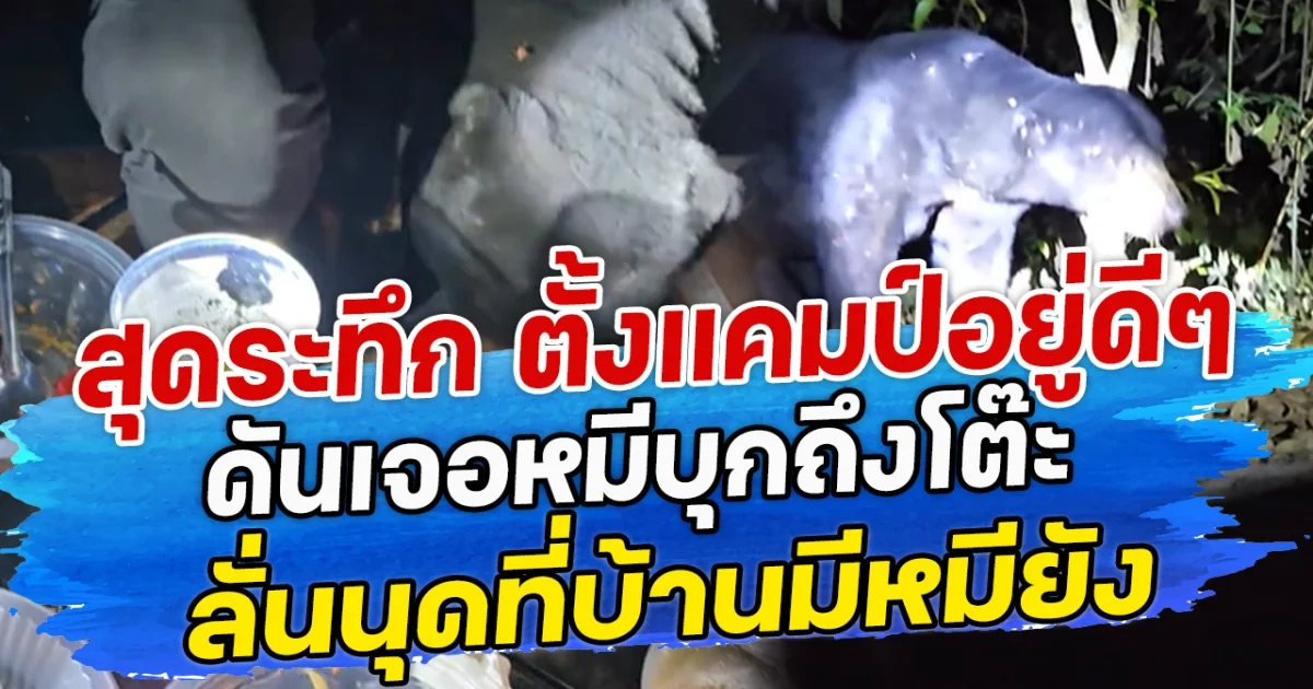 สุดระทึก ตั้งแคมป์อยู่ดีๆ ดันเจอหมีบุกถึงโต๊ะ ลั่นนุดที่บ้านมีหมียัง