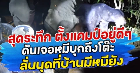 สุดระทึก ตั้งแคมป์อยู่ดีๆ ดันเจอหมีบุกถึงโต๊ะ ลั่นนุดที่บ้านมีหมียัง