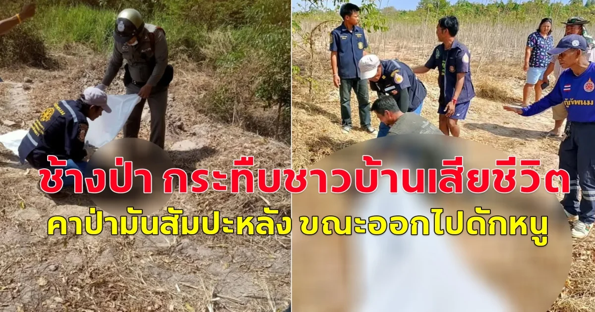 สลด! ช้างป่า กระทืบชาวบ้านเสียชีวิตคาป่ามันสัมปะหลัง ขณะออกไปดักหนู