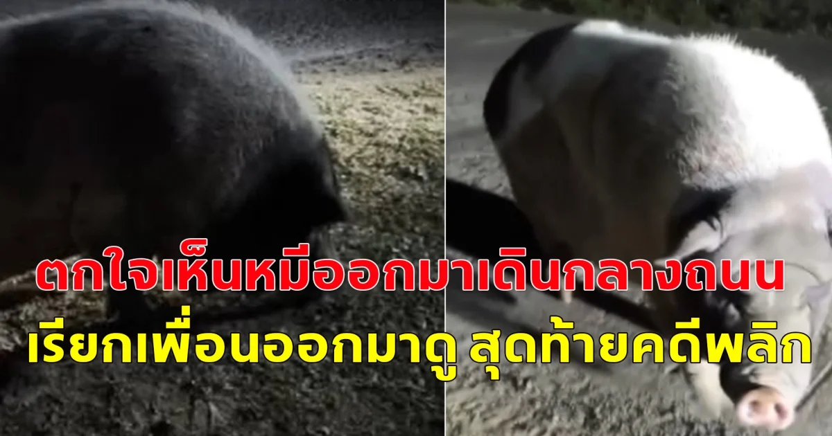 ชาวบ้านตกใจ บอกเห็นหมีออกมาเดินในหมู่บ้านกลางดึก รีบไปตามเพื่อนมาดู