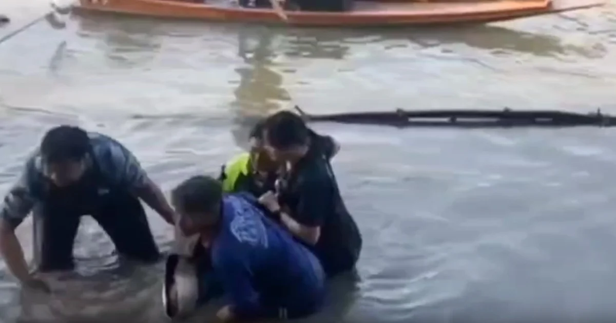 ชาวบ้านเศร้า! โลมาหลงฝูง เข้ามาแม่น้ำปราจีน เสียชีวิตลงแล้ว