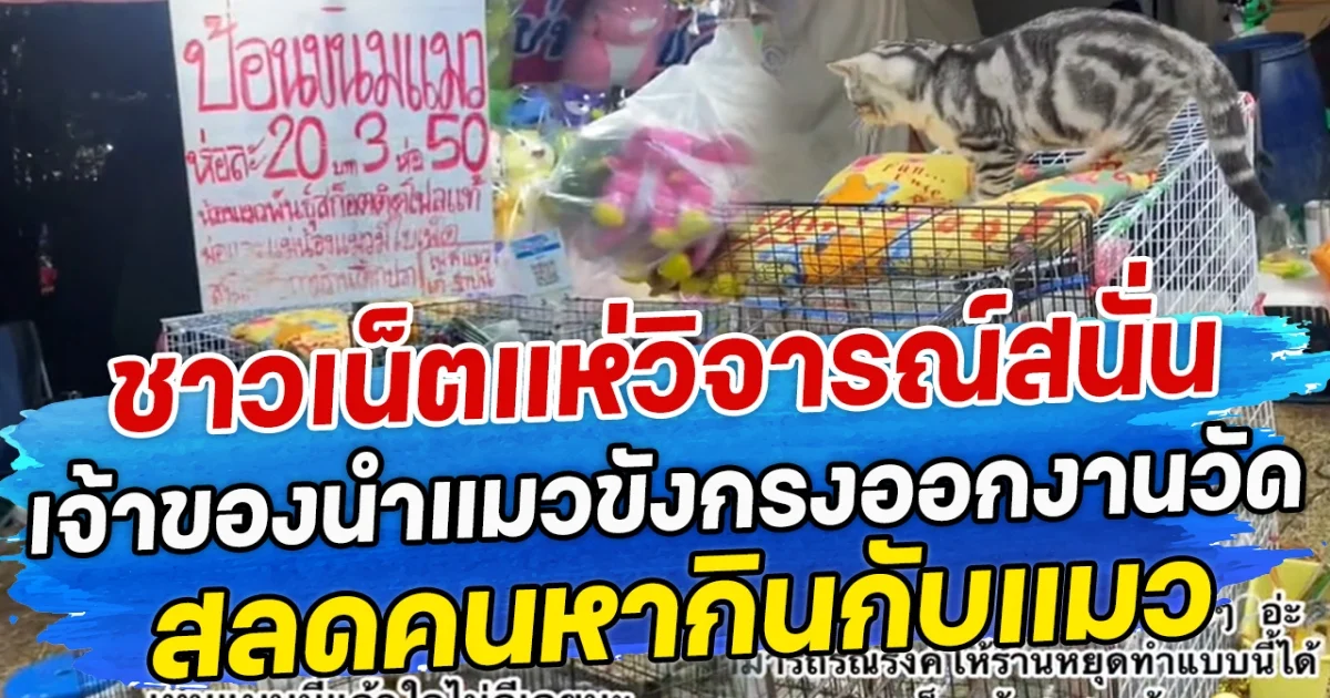 ชาวเน็ตแห่ชื่นชม หลังเก๋งบีเอ็มจอดกลางทาง เพื่อช่วยลูกแมว โซเซียลแห่แซววาสนาแมวน้อย