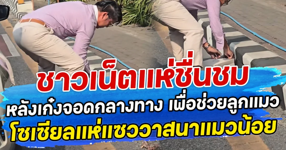 ชาวเน็ตแห่ชื่นชม หลังเก๋งบีเอ็มจอดกลางทาง เพื่อช่วยลูกแมว โซเซียลแห่แซววาสนาแมวน้อย