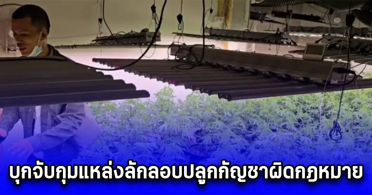 บุกจับกุมแหล่งลักลอบปลูกกัญชาผิดกฎหมาย ในอาคารพาณิชย์