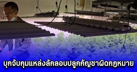 บุกจับกุมแหล่งลักลอบปลูกกัญชาผิดกฎหมาย ในอาคารพาณิชย์