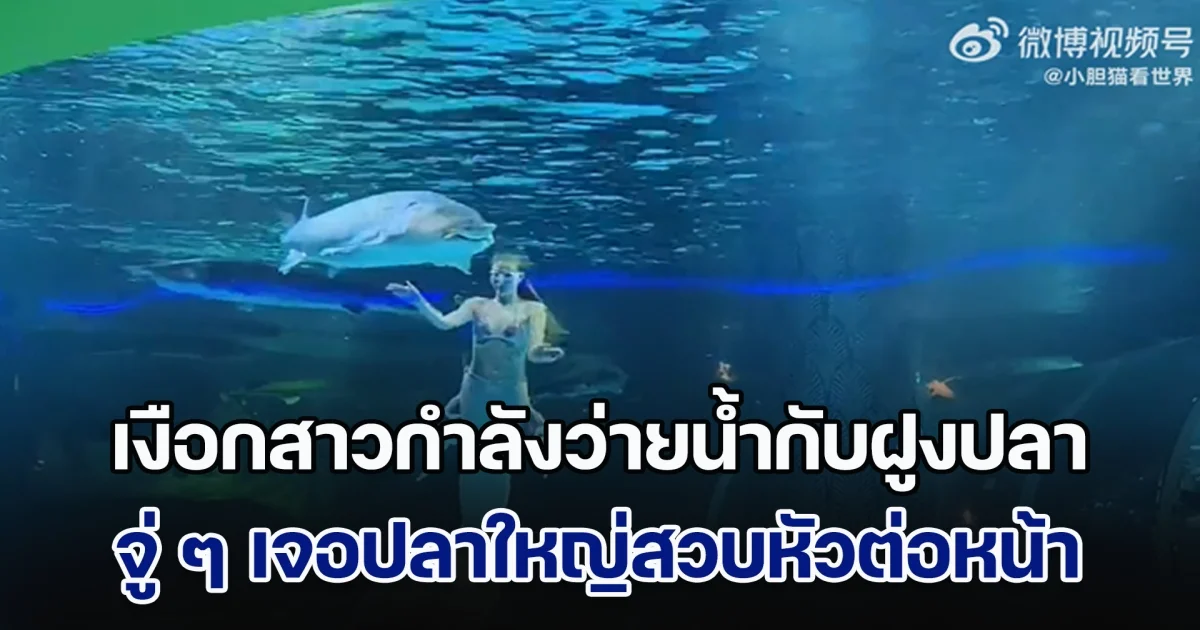นาทีช็อก! เงือกสาวกำลังว่ายน้ำกับฝูงปลา จู่ ๆ เจอปลาใหญ่สวบหัวต่อหน้า ผู้ชมกรี๊ดลั่นดังสนั่น (ข่าวตปท.)
