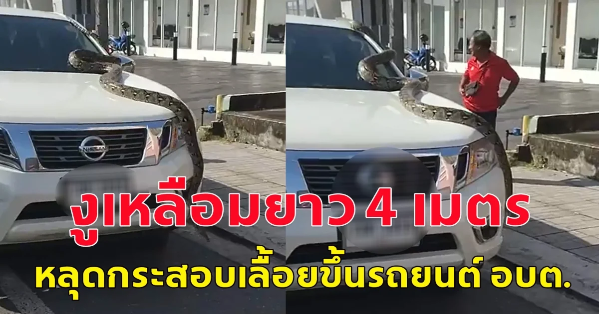 งูเหลือมยาว 4 เมตร หลุดกระสอบเลื้อยขึ้นรถยนต์ อบต.