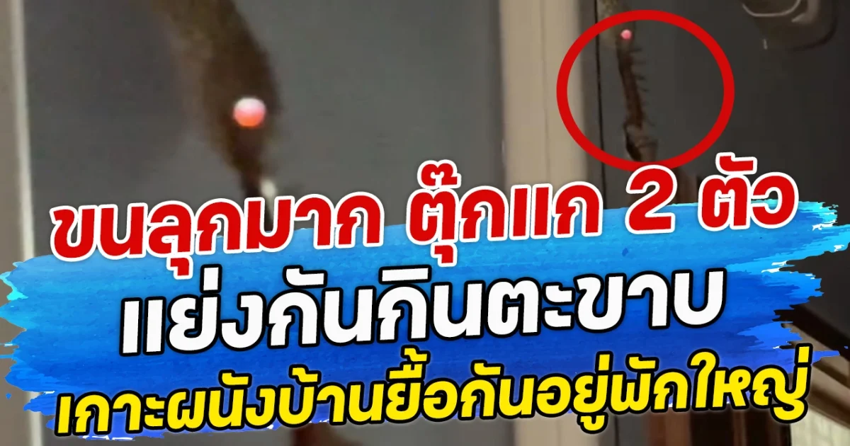 ขนลุกมาก ตุ๊กแก 2 ตัว แย่งกันกินตะขาบ เกาะผนังบ้านยื้อกันอยู่พักใหญ่