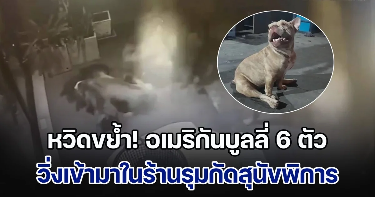 เภสัชกรหวิดโดนขย้ำ อเมริกันบูลลี่ 6 ตัว วิ่งเข้ามาในร้านรุมกัดสุนัขพิการ เผยเจ้าของขอให้ปิดร้าน จะปล่อยสุนัขออกมาวิ่ง