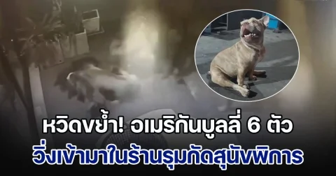 เภสัชกรหวิดโดนขย้ำ อเมริกันบูลลี่ 6 ตัว วิ่งเข้ามาในร้านรุมกัดสุนัขพิการ เผยเจ้าของขอให้ปิดร้าน จะปล่อยสุนัขออกมาวิ่ง