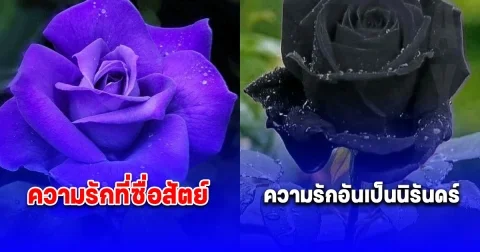 ส่อง 8 ความหมาย สีดอกกุหลาบ