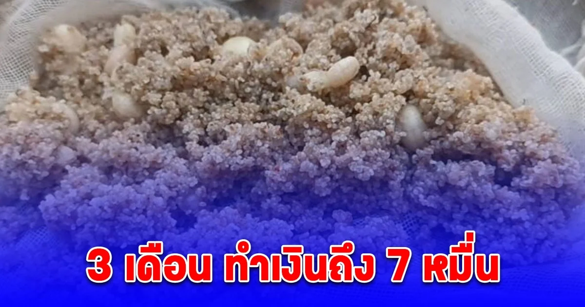 3 เดือน ทำเงินถึง 7 หมื่น ไข่มดดิน เมนูหายาก ต้องใช้ประสบการณ์กว่า 20 ปี ในการหา