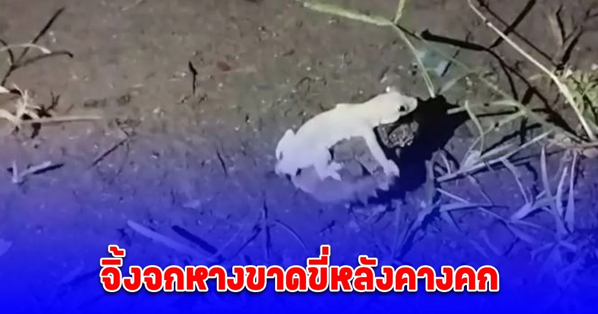 หนุ่มได้โชคบ้านเพื่อน นั่งสังสรรค์ดีๆ จิ้งจกหางขาดขี่หลังคางคก เชื่อมาให้โชค