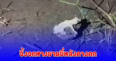 หนุ่มได้โชคบ้านเพื่อน นั่งสังสรรค์ดีๆ จิ้งจกหางขาดขี่หลังคางคก เชื่อมาให้โชค