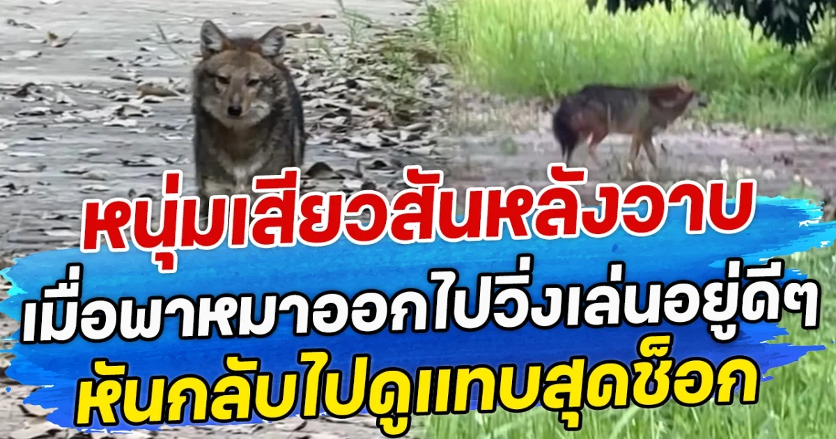 หนุ่มเสียวสันหลังวาบ เมื่อพาหมาออกไปวิ่งเล่นอยู่ดีๆ หันกลับไปดูแทบสุดช็อก