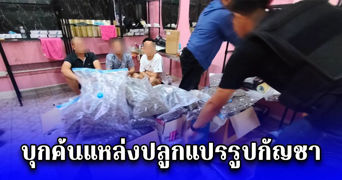 บุกค้นแหล่งปลูกแปรรูปกัญชา กลางตลาดชื่อดังดอนเมือง รวบ 3 คนดูแลชาวเวียดนาม พร้อมดอกกัญชาอบแห้งจำนวนมาก