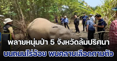พลายหนุ่มป่า 5 จังหวัดล้มปริศนา บนถนนไร่อ้อย พบคลาบเลือดตามลำตัว