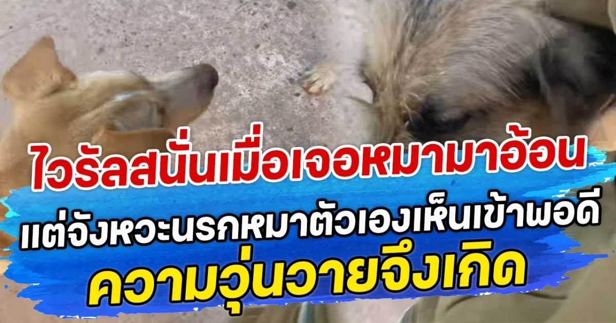 ไวรัลสนั่นเมื่อสาวเจอหมาใครไม่รู้มาอ้อน แต่จังหวะนรกหมาตัวเองเห็นเข้าพอดี ความวุ่นวายจึงเกิด