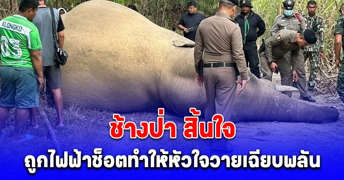 สุดสลด พบ ช้างป่า ถูกไฟฟ้าช็อตทำให้หัวใจวายเฉียบพลัน