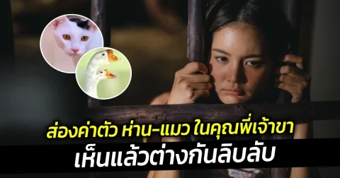 ส่องค่าตัว ห่าน-แมว ในคุณพี่เจ้าขา เห็นแล้วต่างกันลิบลับ