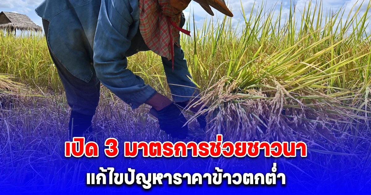 พาณิชย์ เปิด 3 มาตรการช่วยชาวนา แก้ไขปัญหาราคาข้าวตกต่ำ