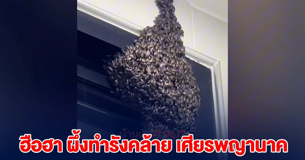 ฮือฮา พบผึ้งทำรังคล้าย เศียรพญานาค