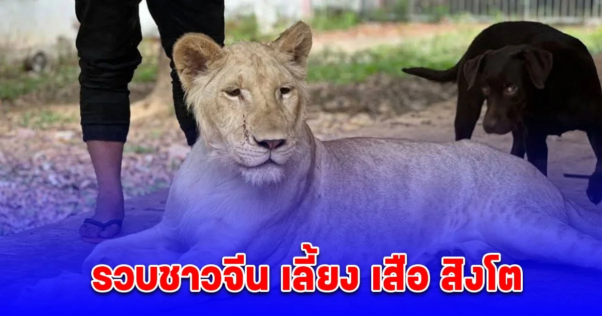 ตร.ปทส. ร่วมกับตำรวจภูธรจังหวัดจันทบุรี รวบชาวจีน พร้อม ของกลาง ลูกเสือโคร่ง-สิงโต  ครอบครองผิดกฎหมาย